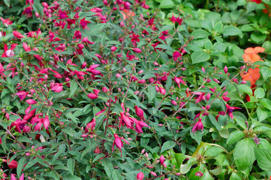A full-frame horizontal shot of a lush garden bush covered in bright pink and purple fuchsia flowers and buds, creating a rich natural floral texture background for design.