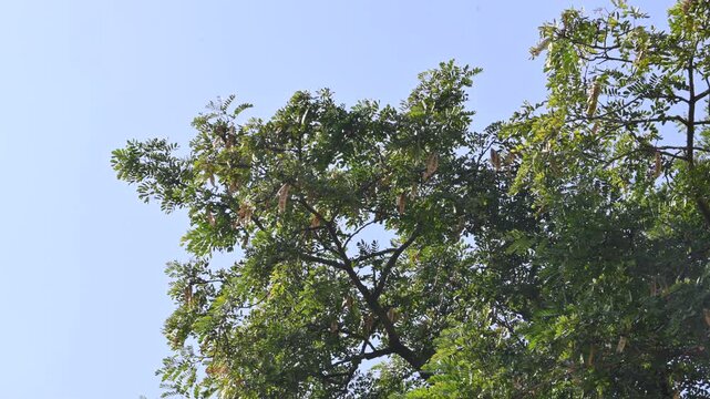 Albizia lebbeck tree with seeds pods. Its Common name is shirisha tree, siris,&nbsp;Indian siris,&nbsp;East Indian walnut,&nbsp;Broome raintree,&nbsp;lebbeck,&nbsp;lebbek tree,&nbsp;frywood, flea tree and&nbsp;woman's tongue tree.
