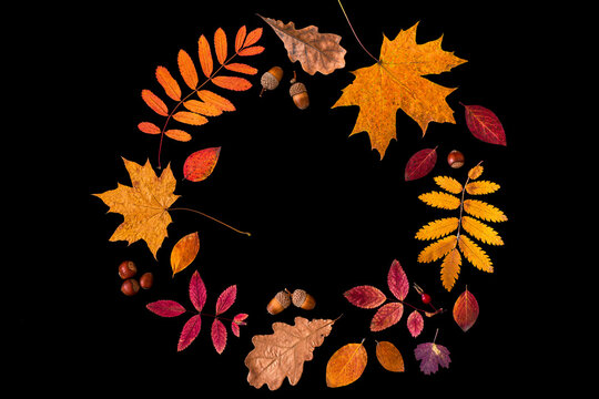 Autumn natural design elements witchy circle including colorful dried leaves, acorns, and nuts on black background, graphic resources