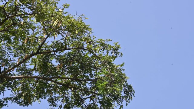 Albizia lebbeck tree with seeds pods. Its Common name is shirisha tree, siris,&nbsp;Indian siris,&nbsp;East Indian walnut,&nbsp;Broome raintree,&nbsp;lebbeck,&nbsp;lebbek tree,&nbsp;frywood, flea tree and&nbsp;woman's tongue tree.
