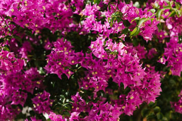 Fototapeta premium Vibrant magenta bougainvillea flowers blooming on a lush green bush outdoors. Tropical floral theme, romantic summer vibe, spring celebration, mediterrranean aesthetic.