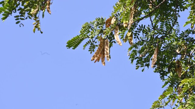 Albizia lebbeck tree with seeds pods. Its Common name is shirisha tree, siris,&nbsp;Indian siris,&nbsp;East Indian walnut,&nbsp;Broome raintree,&nbsp;lebbeck,&nbsp;lebbek tree,&nbsp;frywood, flea tree and&nbsp;woman's tongue tree.
