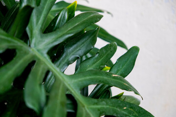 Close-up of Philodendron xanadu plants growing in a home garden © renipurnama