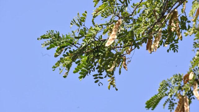 Albizia lebbeck tree with seeds pods. Its Common name is shirisha tree, siris,&nbsp;Indian siris,&nbsp;East Indian walnut,&nbsp;Broome raintree,&nbsp;lebbeck,&nbsp;lebbek tree,&nbsp;frywood, flea tree and&nbsp;woman's tongue tree.

