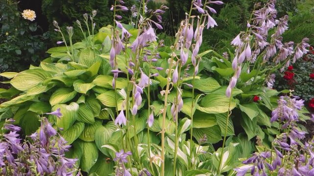 Close-up of lush green hosts and bright flowers in a landscaped garden, nature, landscape design.