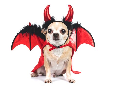A small tan dog wearing a devil costume with red horns and wings