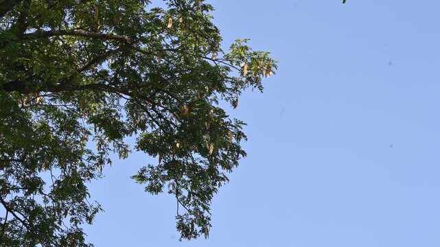 Albizia lebbeck tree with seeds pods. Its Common name is shirisha tree, siris,&nbsp;Indian siris,&nbsp;East Indian walnut,&nbsp;Broome raintree,&nbsp;lebbeck,&nbsp;lebbek tree,&nbsp;frywood, flea tree and&nbsp;woman's tongue tree.

