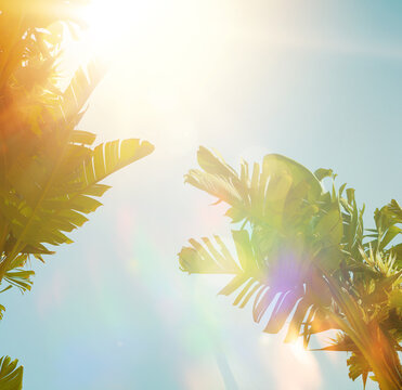 Bright tropical background, sunny leaf foliage backlit with sun flare. Abstract copy space banner, ideal for summer vacation and paradise design.