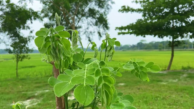 Young moringa tree branch with delicate green leaves and pods