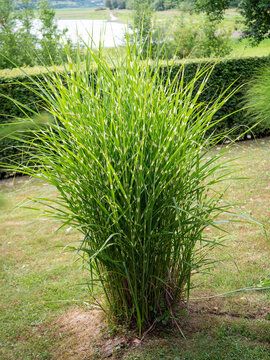 Zebra grass (Miscanthus sinensis 'Zebrinus') growing in a landscaped garden. Tall ornamental grass with distinctive striped foliage, adding texture, movement and year-round garden interest.
