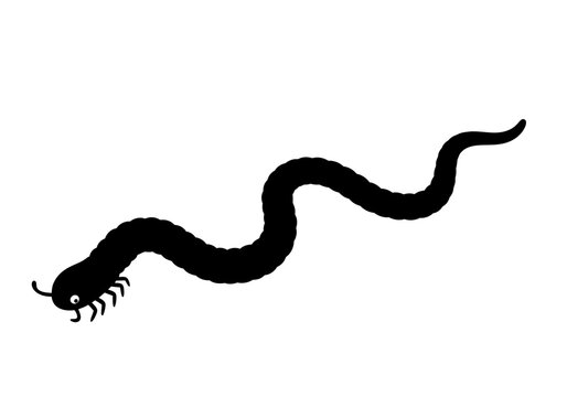 Black silhouette of a centipede crawling.