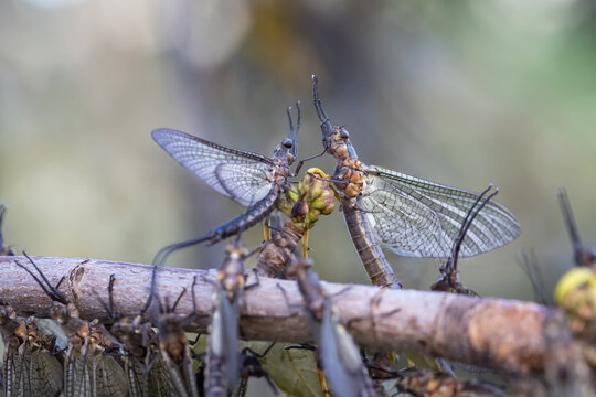 Two Hexagenia Mayflies Perched Head to Head on a Riverside Stick