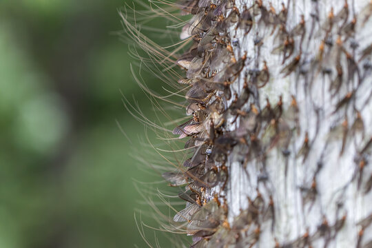 Hexagenia Mayflies Resting Together on a Riverside Pole During Hatch