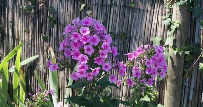 Striking clusters of tubular flowers with rounded, cup-shaped petals, pink with a carmine center, grouped in corymbs atop slender stems bearing dark green, lanceolate with acuminate apex
