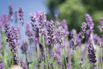 English lavender in garden. Purple summer garden background.  Blooming flower lavender field. Essential oil and aromatherapy concept. Selective focus. © Petra Richli