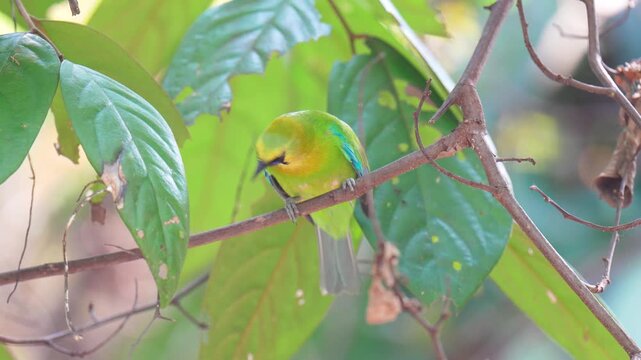 Golden-fronted leafbird (Chloropsis aurifrons) bird perched on a tree branch with natural background in tropical rainforest.