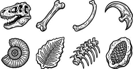Paleontological collection a black and white engraving of dinosaur bones fossils and ancient lifeforms © MORSALIN