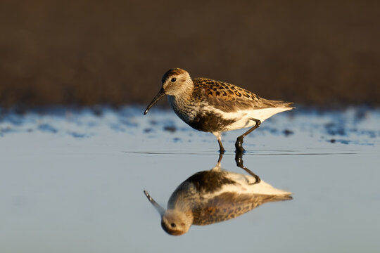 Dunlin (Calidris alpina)