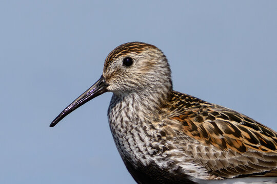 Dunlin (Calidris alpina)