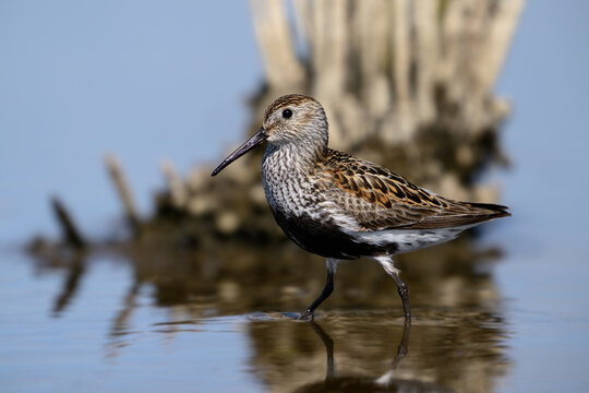 Dunlin (Calidris alpina)