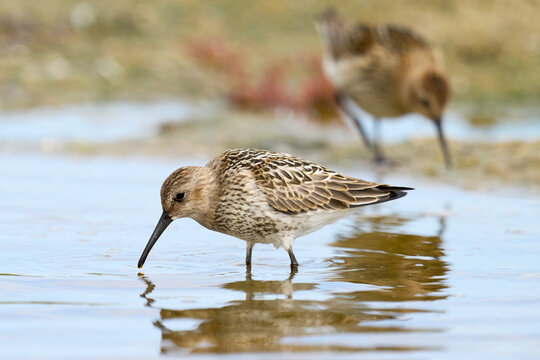 Dunlin (Calidris alpina)