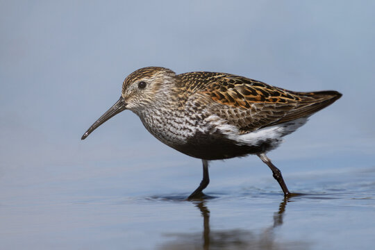 Dunlin (Calidris alpina)