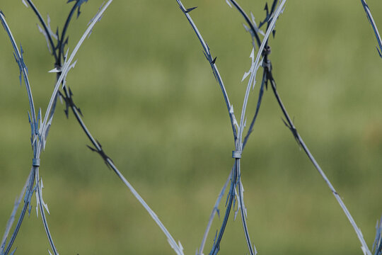 Close-up view of barbed wire fence with sharp metal points, set against a blurred green grass background, illustrating security and boundary demarcation
