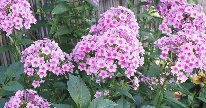 Phlox paniculata | Panicled phlox -  Fall phlox - Garden phlox - Eva cullum. Pink flowers with carmine center in dense panicles atop stems covered with lanceolate leaves and heart-shaped at base
