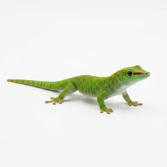 Fototapeta premium Gecko isolated on white background, stock photography 