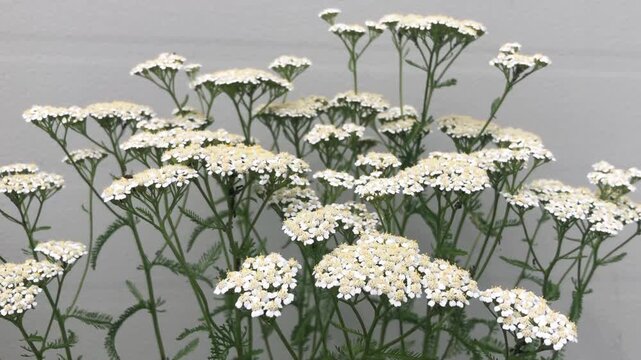 A bouquet of common yarrow. The inflorescences consist of numerous small flowers. The predominant shade is white with a slight creamy undertone. The inflorescences are located at the tops of the stems