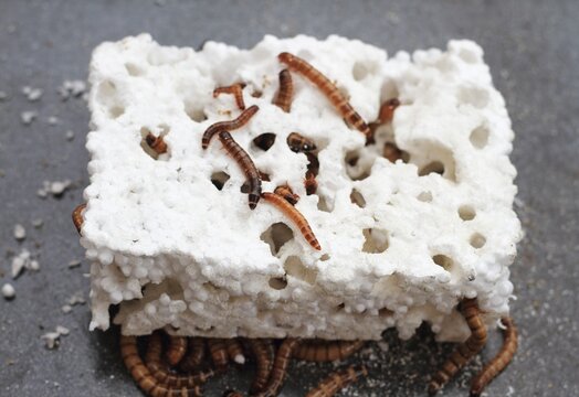 Zophobas morio or Tenebrio atratus larvae known by the common name superworm, kingworm or barley worm. Superworm larvae are interesting to consume expanded polystyrene foam.