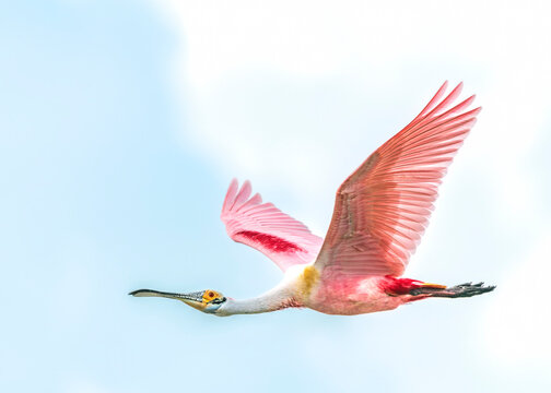 Roseate Spoonbill in flight over the nature trail in Pearland, Texas