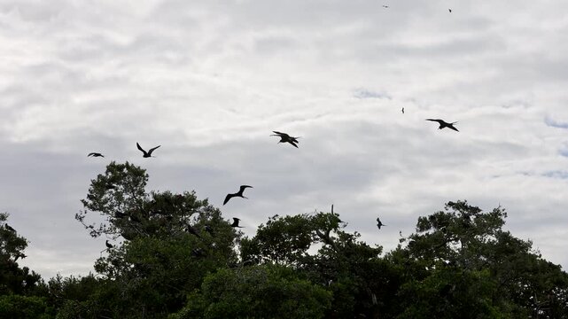 Magnificent Frigatebirds Flying Above Breeding Colony with Males Displaying Red Gular Sacs in Mexico
