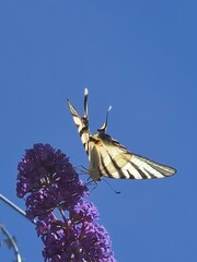 Paź Żeglarz motyl na motylim krzewie. © FotoDax
