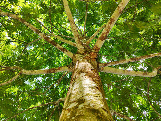 Fototapeta premium Low Angle View of Tree Trunk and Radiating Branches Spreading Under Dense Green Canopy in Tropical Garden
