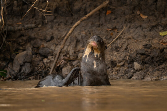 The giant otters are playing in the river. Otters in the Pantanal, Amazonia