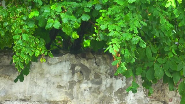 Summer rain falling beyond plastered garden wall beneath dark green tree branches moving in light wind. Captures seasonal weather mood, natural pause moments, and immersive outdoor ambience.