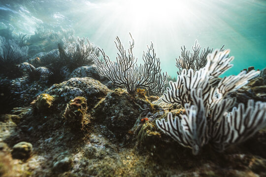 sunlit gorgonian coral reef in shallow tropical water