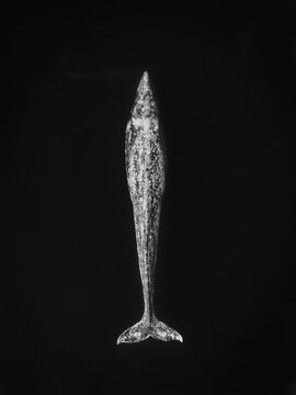 blacvk and white aerial view of grey whale 