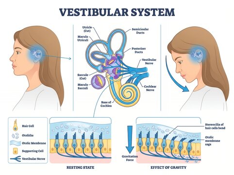 Medical Illustration of Human Vestibular System and Balance Mechanism