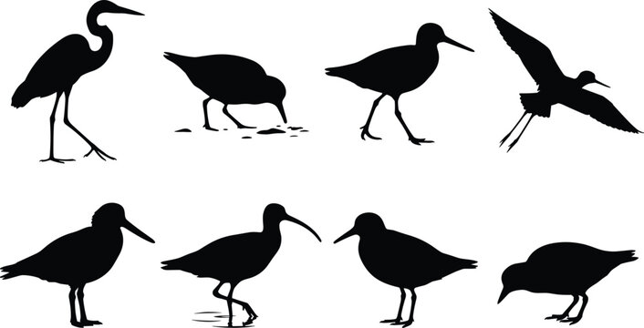 Shore Bird Silhouette Set with Heron Sandpiper Ibis and Wading Bird Poses