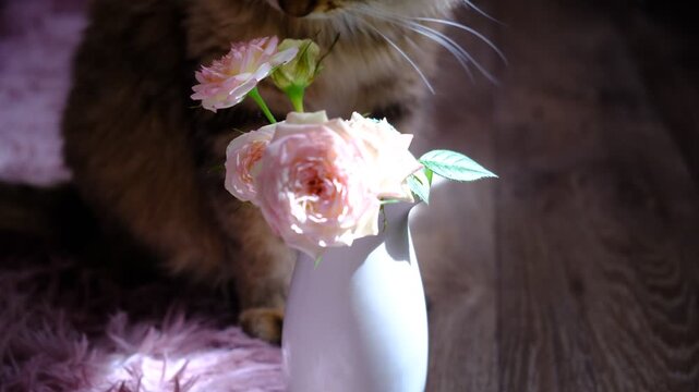 Fluffy domestic cat is curiously interacting with a bouquet of pink roses in a vase. Feline sniffs flowers  gently nibbles at the petals. Cozy home setting. Themes of pets, flowers, cuteness, spring