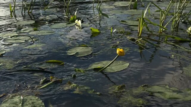 Wide view of yellow water lily surrounded by floating lily pads on peaceful freshwater lake in evening light perfect for ecological and travel themes