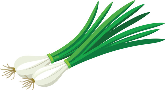 Bunch of fresh green spring onions with scallion vegetable ingredient vegetarian nutrition agriculture culinary freshness botanical illustration background isolated detailed