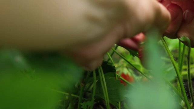 Summer vibes. Hands picking fresh red strawberries. 