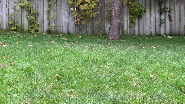 A playful squirrel is observed searching for food in the backyard grass under a clear sky during the early afternoon.