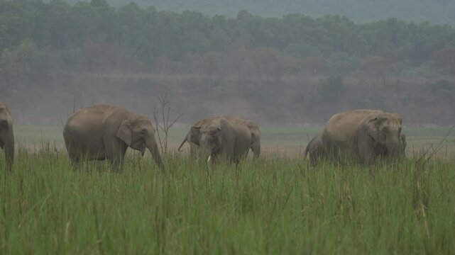 Herd of elephant eating grass