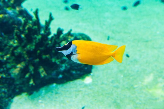Bright yellow foxface rabbitfish swimming in clear tropical sea water with sandy bottom