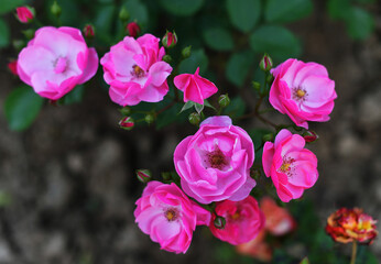 Obraz premium Pink Roses in Bloom - Garden Flowers with Green Foliage
