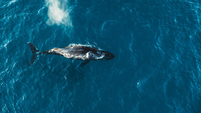 single humpback whale swimming alone in deep blue ocean from abo
